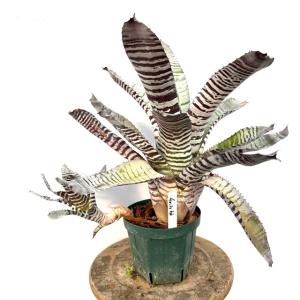 現品) ビルベルギア 'バニスファクター' (No.62589) (観葉植物