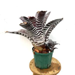 チャーム(ペット) (観葉植物)ビルベルギア カサブランカ 4 チャーム(ペット) (観葉植物)ビルベルギア カサブランカ 4