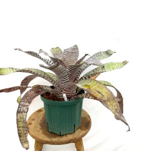 現品) エクメア 'ロベルトメネスカル' (No.62365) (観葉植物 おしゃれ
