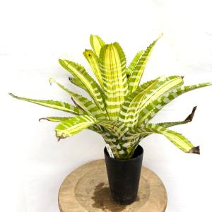 現品) エクメア 'ロベルトメネスカル' (No.62365) (観葉植物 おしゃれ