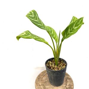 (現品) アグラオネマ 'カーティシー' (No.62677) (観葉植物 熱帯植物 ビバリウム テラリウム パルダリウム おしゃれ インテリア 室内 Aglaonema 'Curtsii')