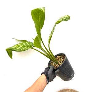 (現品) アグラオネマ カーティシー (No....の詳細画像1