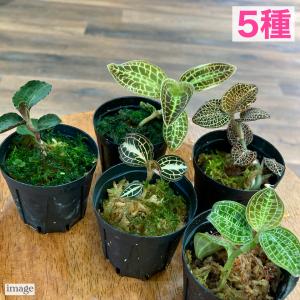 シストーチス ステノグロッサ (ジュエルオーキッド 宝石蘭 観葉 シストーチス ステノグロッサ (ジュエルオーキッド 宝石蘭 観葉
