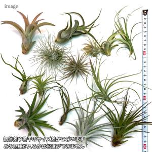 (送料無料) エアープランツ おまかせ 5種 ...の詳細画像1