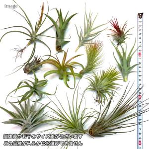 (送料無料) エアープランツ おまかせ 5種 ...の詳細画像2