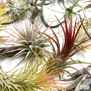 (送料無料) エアープランツ おまかせ 5種 ...の詳細画像3