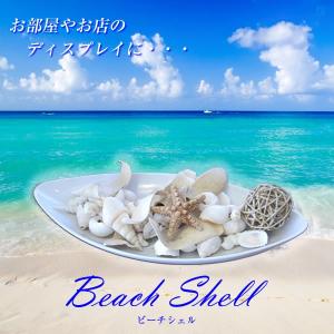 ビーチシェル デコレーション用貝殻5種類貝殻  【メール便不可】｜banduke