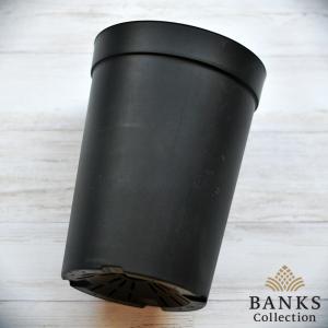 LPL ロングポット大 単品 BC バンクスコ...の詳細画像2