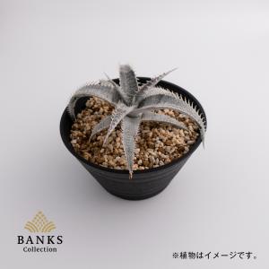 SP 浅鉢 単品 BC プラ鉢 バンクスコレクションの詳細画像3