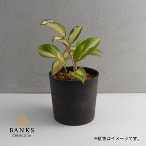 BPM バイオポットmini 単品 BC 環境...の詳細画像2