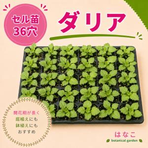 花のセル苗】プラグ苗 ダリア ミックス 36穴34本 プラグ苗 特価 播種