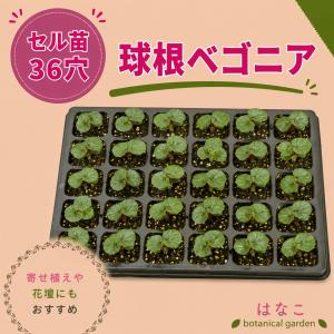 【花のセル苗】　球根ベゴニア　フォーチュン　ミックス　36穴34本　プラグ苗　特価　播種　自家用　業務用　送料無料