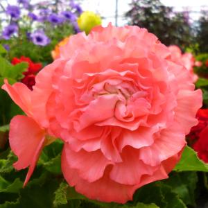 【花のセル苗】 球根ベゴニア フォーチュン ミ...の詳細画像1