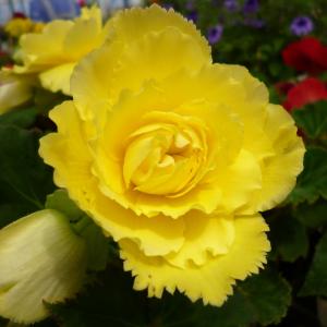 【花のセル苗】 球根ベゴニア フォーチュン ミ...の詳細画像3