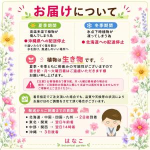 【花のセル苗】 球根ベゴニア フォーチュン ミ...の詳細画像4