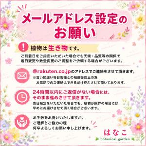 【花のセル苗】 球根ベゴニア フォーチュン ミ...の詳細画像5