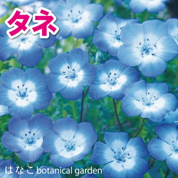 【花のタネ・種】ネモフィラ　インシングニスブルー　(20ml　約7,500粒)