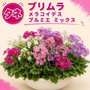 花のセル苗】プラグ苗 ダリア ミックス 36穴34本 プラグ苗 特価 播種