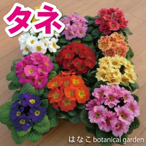 【花のタネ】　プリムラ　ジュリアン系　ハイブリット　ミックス (約50粒）｜はなこ botanicalgarden