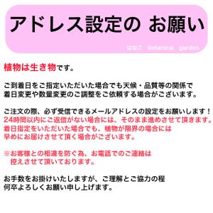 【ゼラニウム 苗】カラーリーフゼラニウム 金月...の詳細画像5
