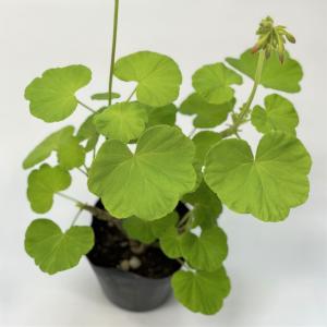 【ゼラニウム 苗】カラーリーフゼラニウム 古今...の詳細画像1