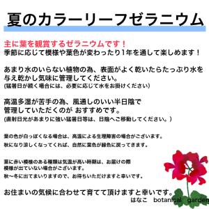【ゼラニウム 苗】カラーリーフゼラニウム 古今...の詳細画像3