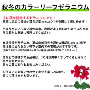 【ゼラニウム 苗】カラーリーフゼラニウム 古今...の詳細画像4