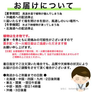 【ゼラニウム 苗】カラーリーフゼラニウム 古今...の詳細画像5