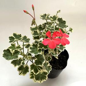 【ゼラニウム 苗】カラーリーフゼラニウム フラワ...の商品画像