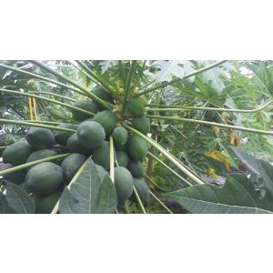 国産　（兵庫県産）　青パパイヤ　10ｋｇ