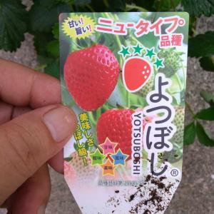 イチゴ　よつぼし　二株セット｜bansoukaen