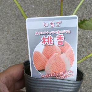 イチゴ　モモカ　桃香　2株