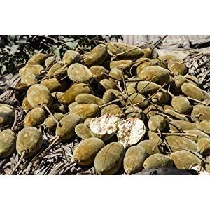 バオバブパウダー300g オーガニック/天然食...の詳細画像4