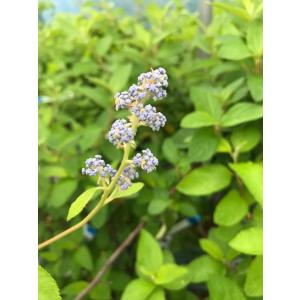 白花ヨウラクツツジ 約高さ30×幅30cm : アララギ園有限会社 - 通販