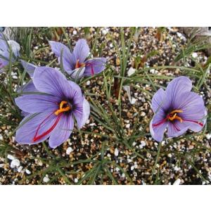 サフラン 球根の商品一覧 通販 Yahoo ショッピング