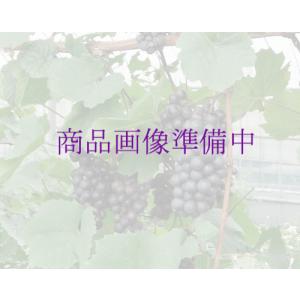 果樹苗 果実苗 ぶどう苗　ガーデニング用ブドウ苗：ピオーネ 樹高30センチ前後・6号鉢 毎年11月から翌年06月までお届けの苗