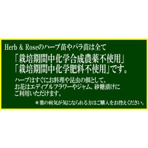 果樹苗 果実苗 ぶどう苗 ガーデニング用ブドウ...の詳細画像2