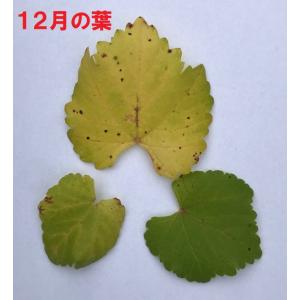 果樹苗 果実苗 ぶどう苗 ガーデニング用ブドウ...の詳細画像1