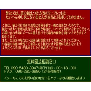 果樹苗 果実苗 ぶどう苗 ガーデニング用ブドウ...の詳細画像4