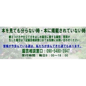 果樹苗 果実苗 ぶどう苗 ガーデニング用ブドウ...の詳細画像5