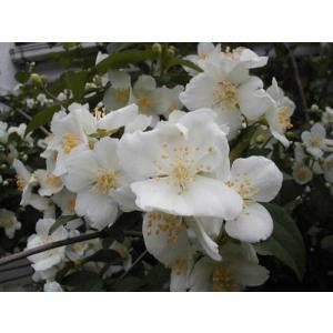 ツバキ　椿　師人　もろびと　苗木　白花咲き 楽天市場】2026年2月～4月開花苗 椿 師人 もろひと もろびと 苗木 一重