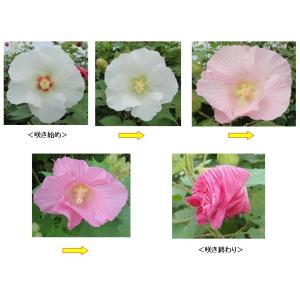 酔芙蓉 苗の商品一覧 通販 Yahoo ショッピング