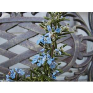 ハーブ苗 スイカズラ（ジャパニーズ ハニーサックル）特大苗 口径18cm