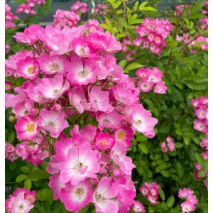 Herb Roseyahoo店 チャイナ系 四季咲きオールドローズバラ苗 バラ苗 Roses Yahoo ショッピング