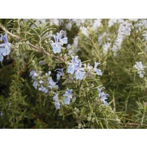 送料無料！黒部産 巨根！天然うど ウド 発芽開始！苗株 最長≒480mm