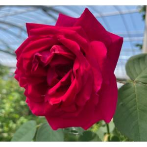 キングローズ長尺大苗 花色 赤紫 送料別途 毎年11月下旬から翌年05月