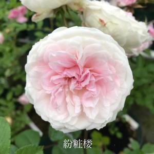 Herb Roseyahoo店 チャイナ系 四季咲きオールドローズバラ苗 バラ苗 Roses Yahoo ショッピング