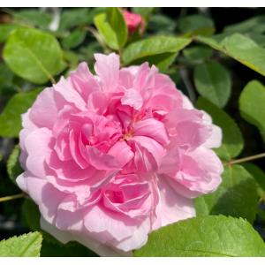 オールドローズ 四季咲きバラ苗 ジャックカルチェ　Jacques Cartier 花色：ピンク 送料別途 毎年11月下旬から翌年05月までお届けの苗