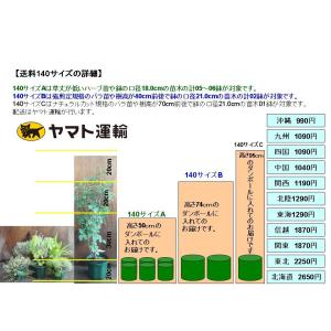 オールドローズ 四季咲きバラ苗 ジャックカルチ...の詳細画像5