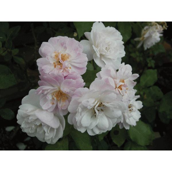 オールドローズ 四季咲きバラ苗   ブラッシュノアゼット 大苗 花色：ピンク  送料別途　毎年11月...